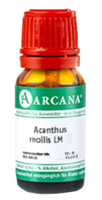 ACANTHUS mollis LM 75 Dilution