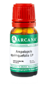 AMPELOPSIS quinquefolia LM 2 Dilution