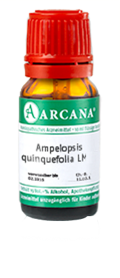 AMPELOPSIS quinquefolia LM 3 Dilution